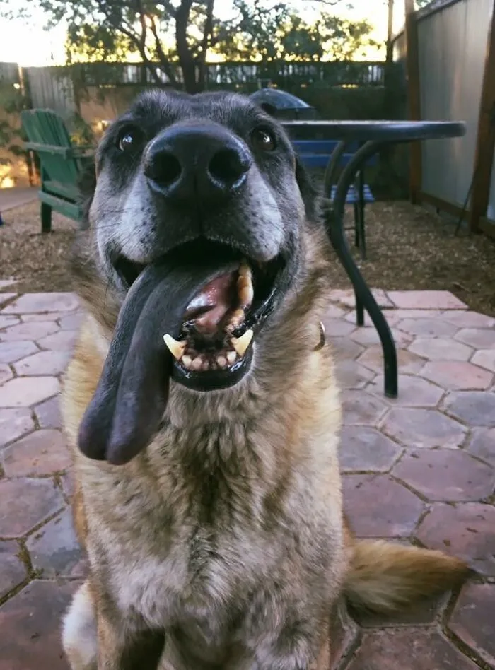 Warning, Simmy Will Drool On You ;)