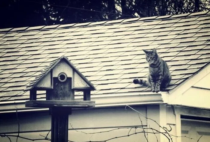 Nerd, Figuring His Way Into Our Birdhouse.