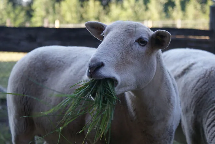 My Sheep Vedis Having Breakfast