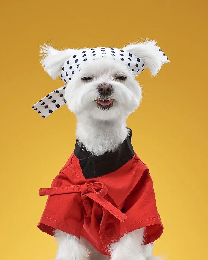 Karate Kid: Gavrik, The Maltese
