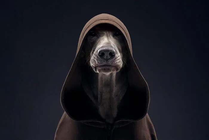 The Dark Side Of Weimaraner. Starring: Asti