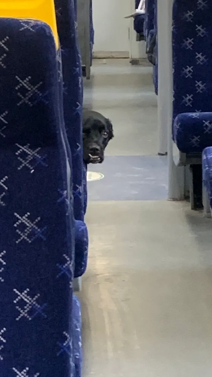 Dog On Train