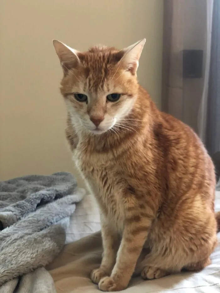 I’m Disappointed  In U Hooman
