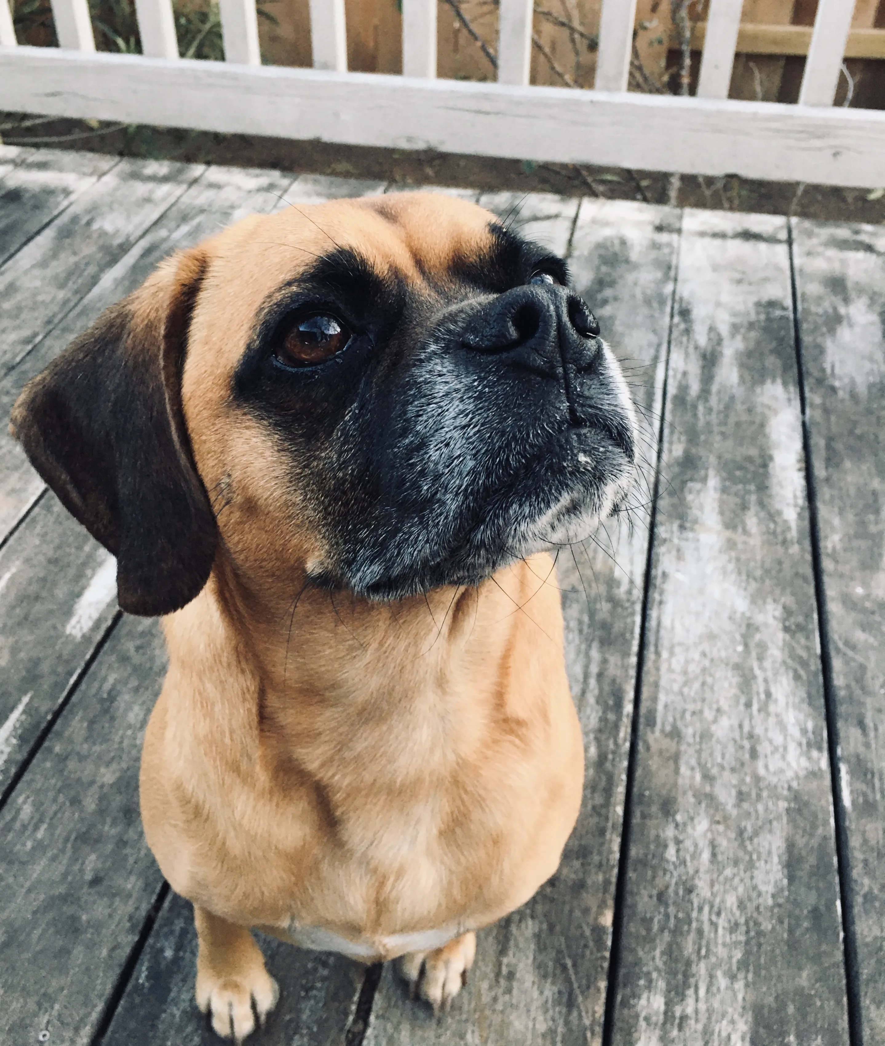 Murphy