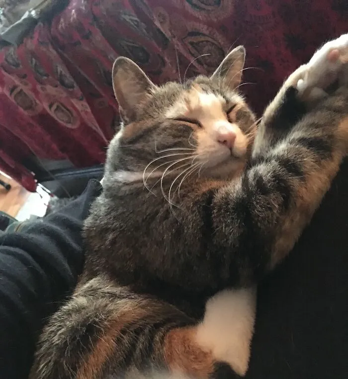 This Is Eleven, My Semi-Wild Occasional Lap Cat