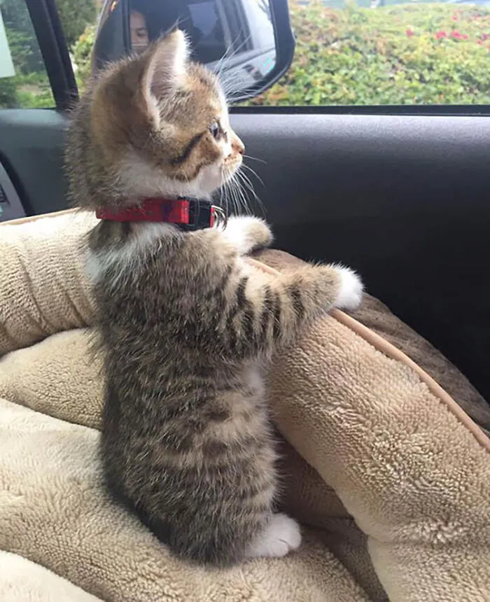 She Loves The Car ❤️