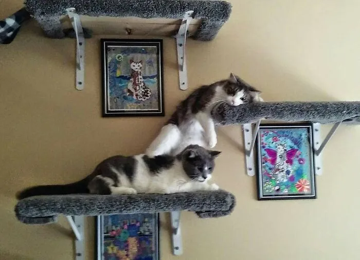 Puppy Sleeps In The Funniest Places... Stormy Just Deals With It.