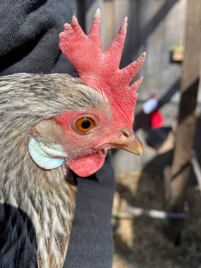 My Chicken Rona