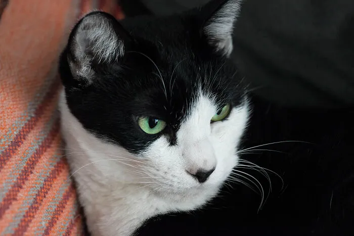 Tj (Tuxedo Jones)