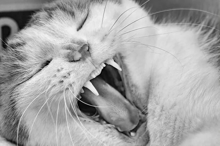 There Aren't Enough Black And White Photographs Of Cats, Nor Can There Be, So Here Are Mine
