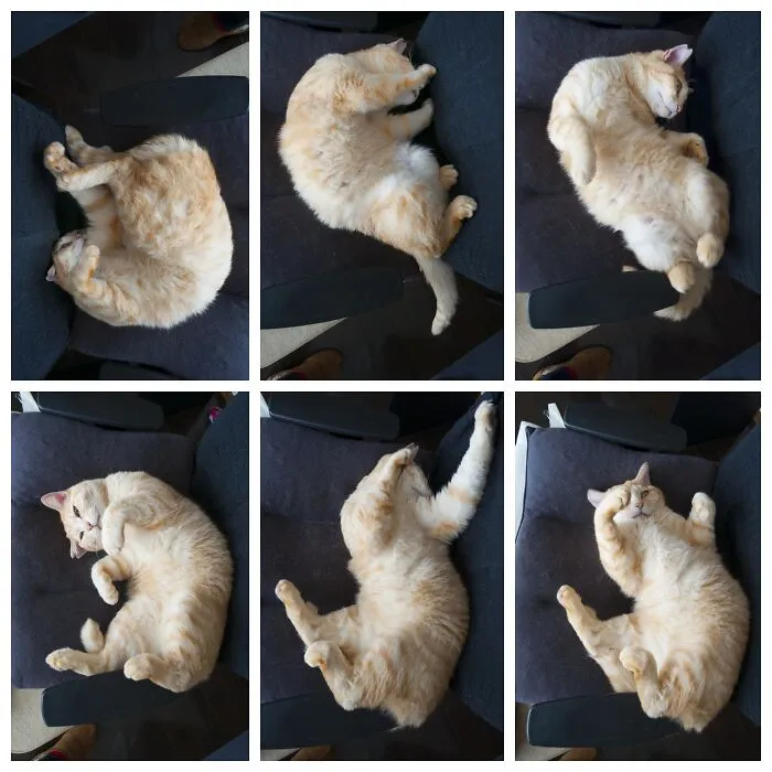 Cat Dancing