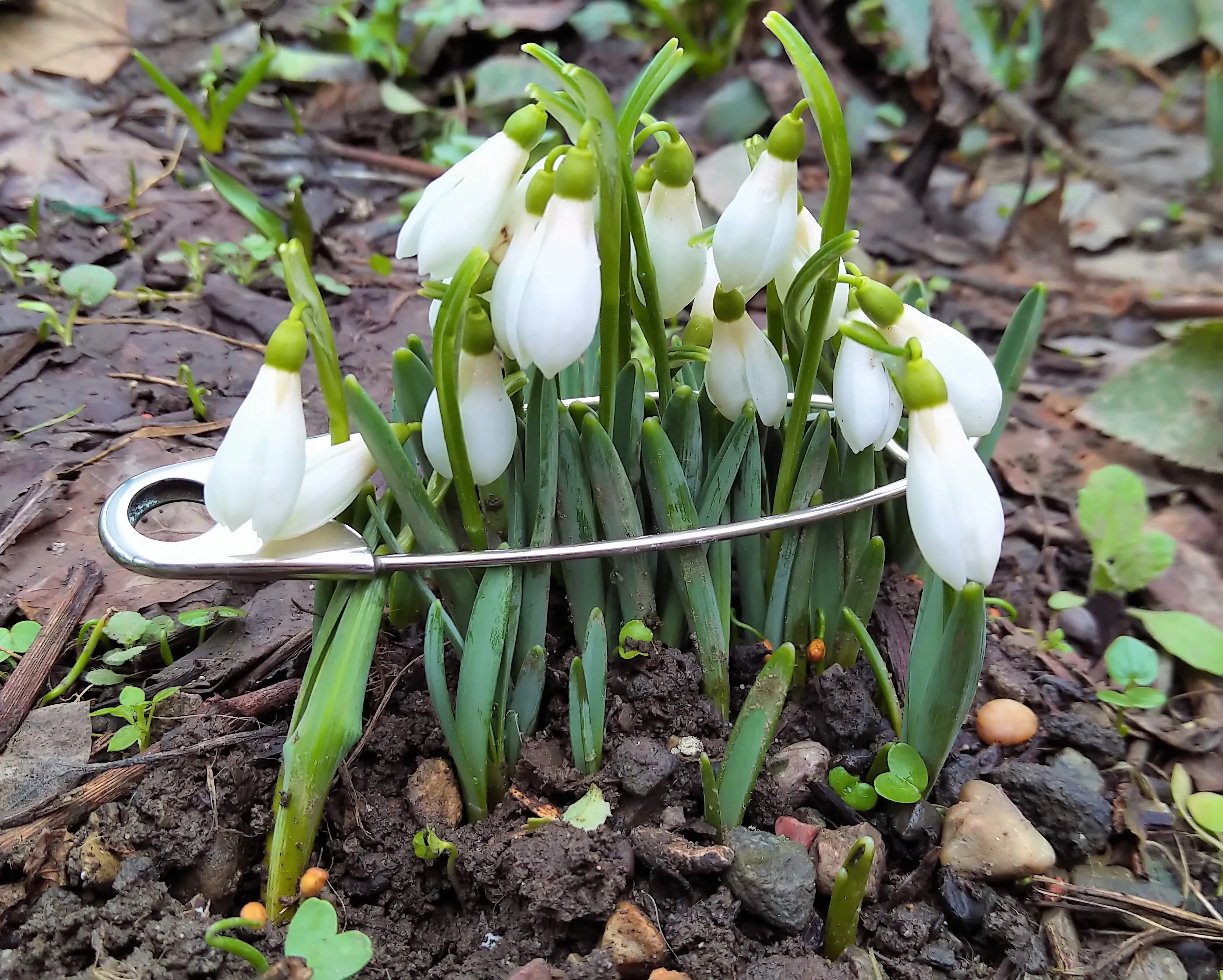 Hello, Pandas! Share A Photo Of The First Spring Flowers That Made You Happy After A Long Winter!