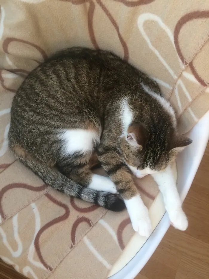 My Cat