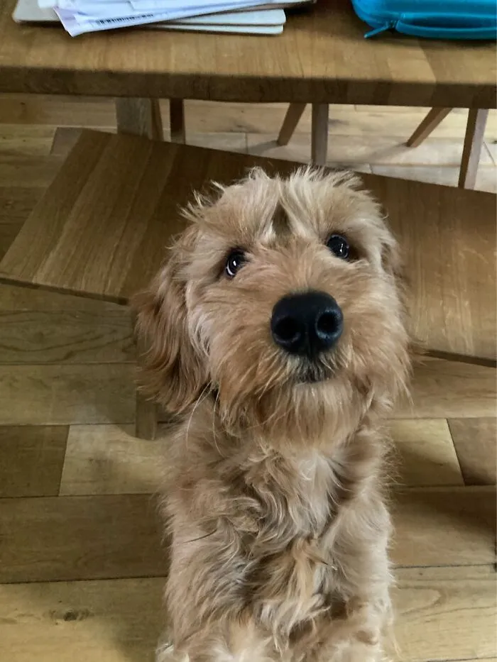 My Dog