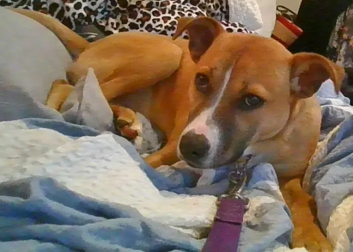 My Dog