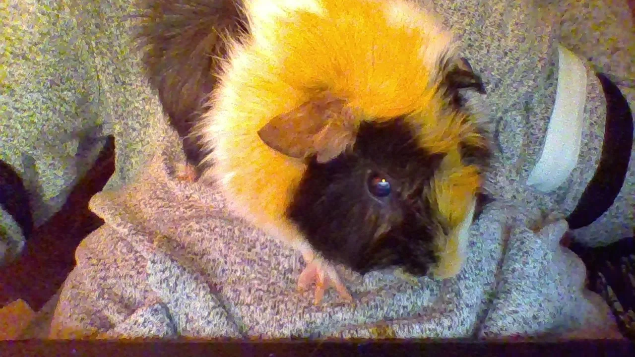 Hey Pandas Put In Pics Of Your Pets
