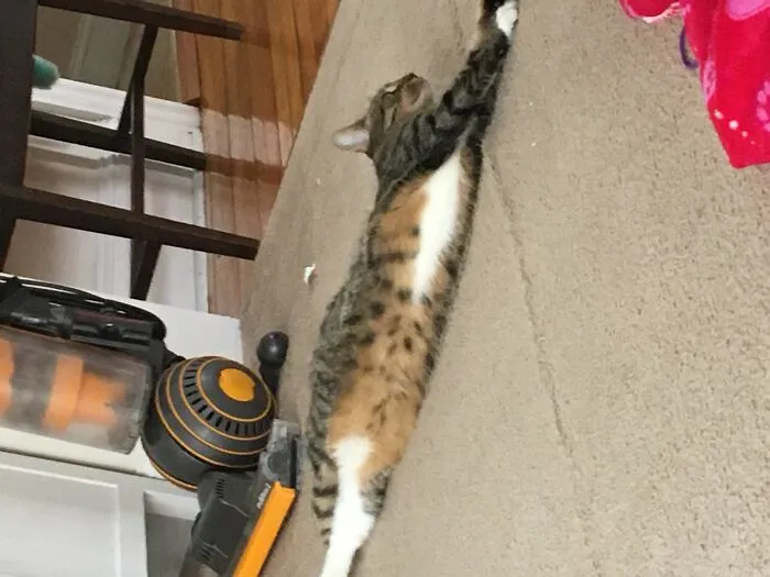 Twist Cat