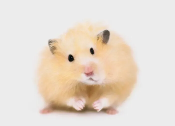 Hey Pandas, Post A Pic Of Your Small And Furry Pet (Closed)