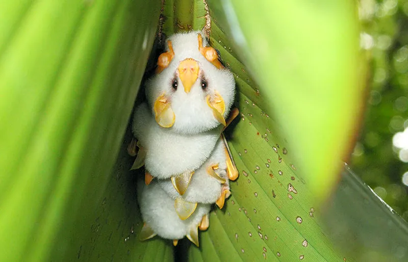 Bats Are Incredibly Misunderstood, So Here Are 13 Of The Cutest Bat Species And Facts About Them
