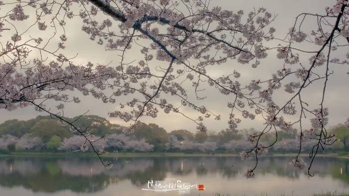 I Captured Sakura Blooming In Japan (25 Pics)