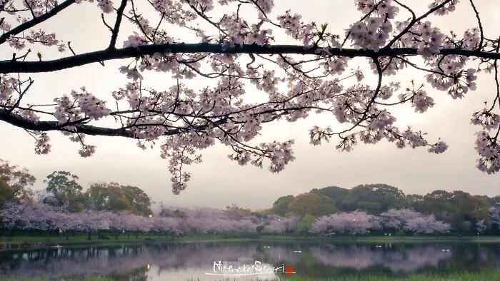 I Captured Sakura Blooming In Japan (25 Pics)