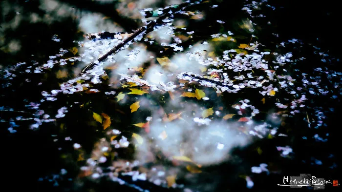 I Captured Sakura Blooming In Japan (25 Pics)