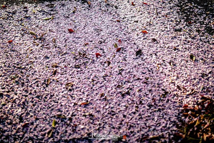 I Captured Sakura Blooming In Japan (25 Pics)