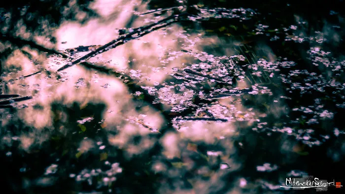 I Captured Sakura Blooming In Japan (25 Pics)