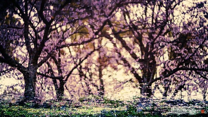 I Captured Sakura Blooming In Japan (25 Pics)