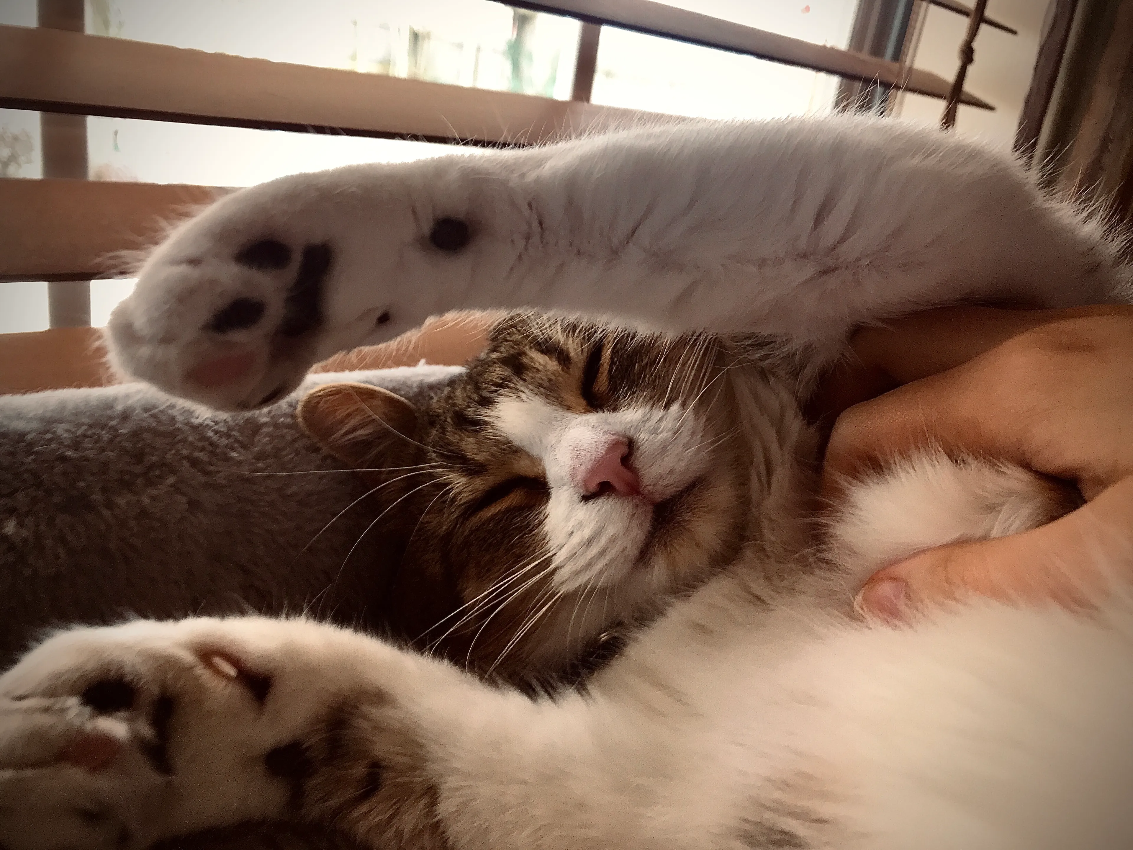 I Took Beautiful Pictures Of My Cats, Showing Different Moods And Different Forms Of Beauty