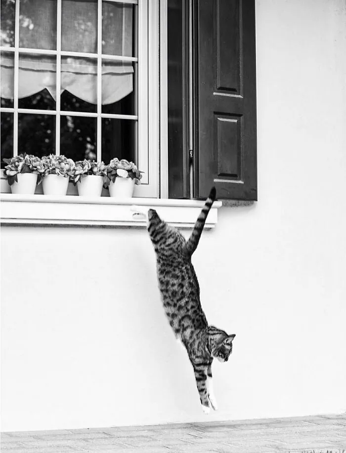 Cats Love Windows, Here Are My 60 Photos That Capture That