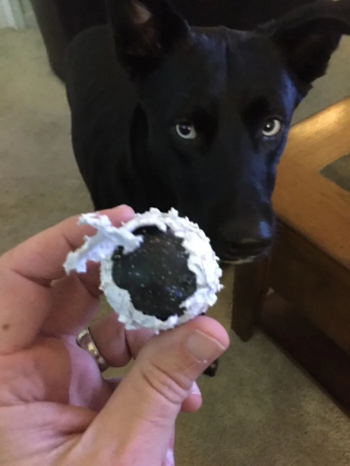She Chewed Thru A Golf Ball?!