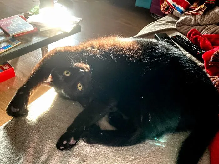 Yoga Time For Gru