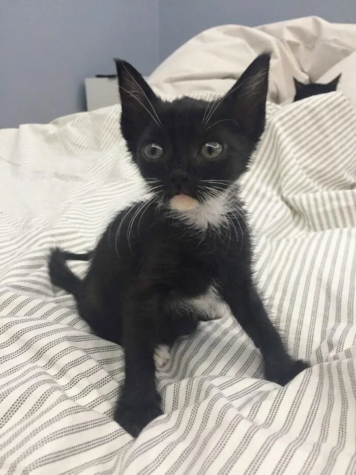 Our Youngest Rescue - Shuri - First Day At Her Forever Home :)