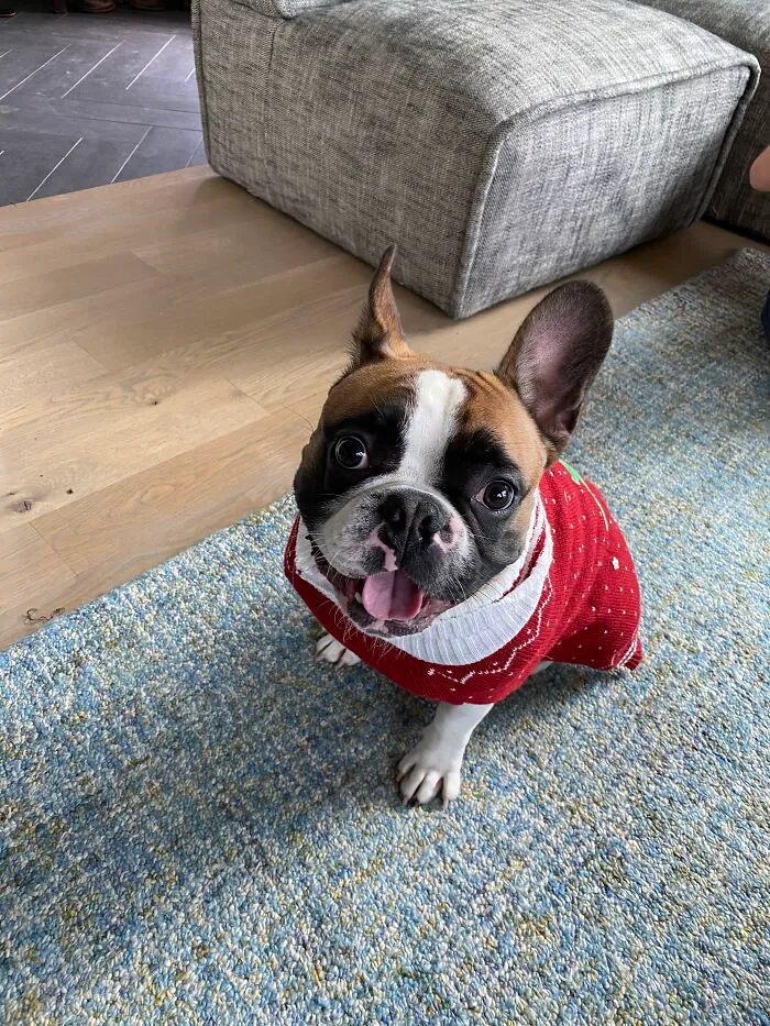 Another One Of Mr Taco Being Himself. He Actually Loves The Sweater!