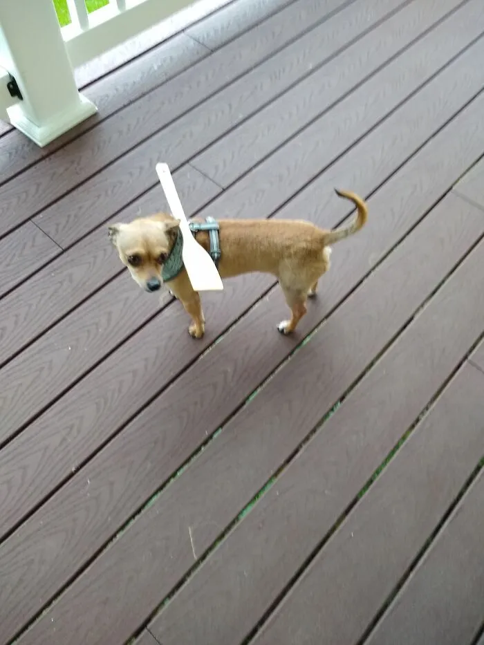 Stuart, The Chiweenie. Oh Stuart Fits Through The Slats Of The Fence, So He Has Had An Adjustment To His Harness. He Can Also Flips Pancakes If Needed.