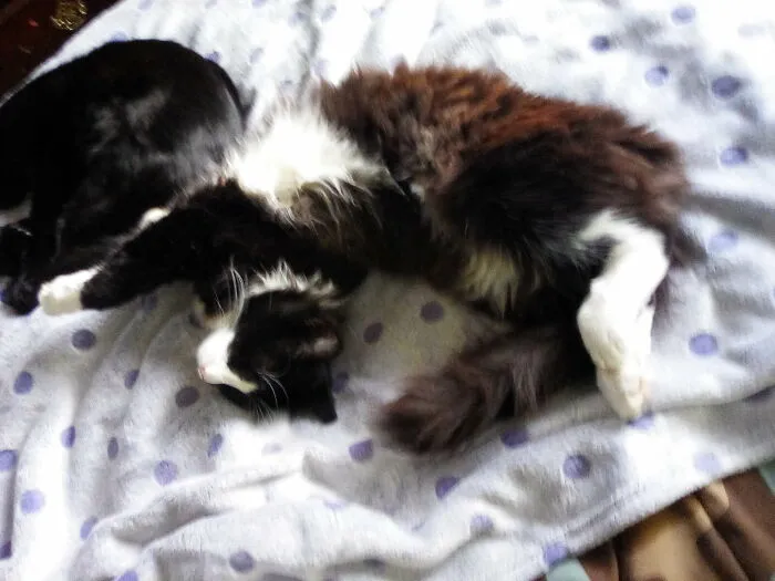 Butter Cup Sleeping Stretched Out.