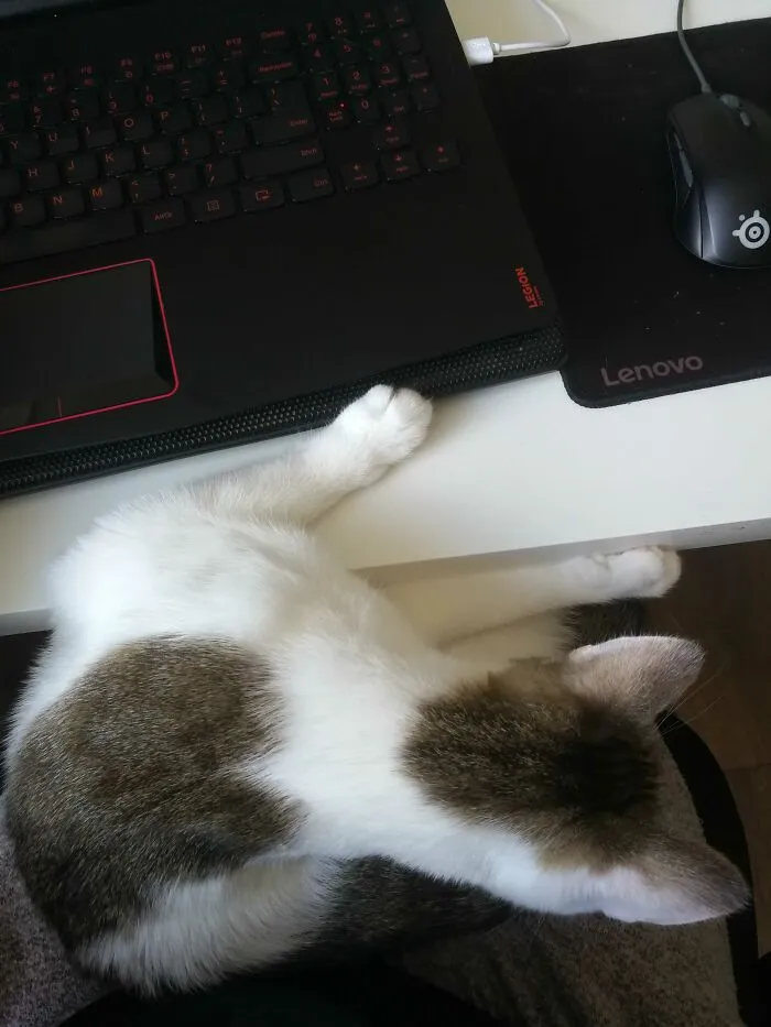 You Just Have To Capture Your Cat At All Times