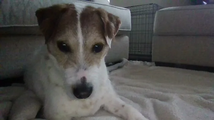 His Name Is The Spelling Of Dog, Or D.o.g, And I Call Him Yoji. He's Kinda Been In Bad Shape But He's Getting Better!