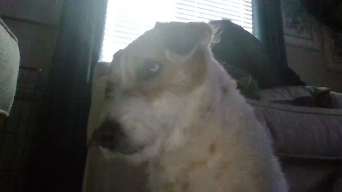 My Dog Yoji! This Took To Long To Take This Photo To... If You Wanna See The Failed Photos, Tell Me In The Comments