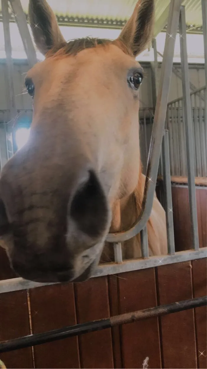 Shnoot Boop