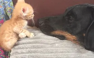 Hey Pandas, Post The Funniest Picture Of Your Pet