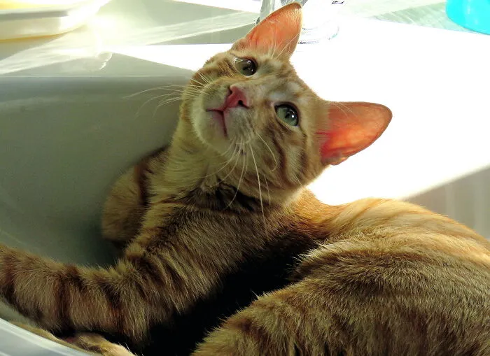 My Sweet Boy, I Think He's A Dog In A Cat's Body, Win-Win❤