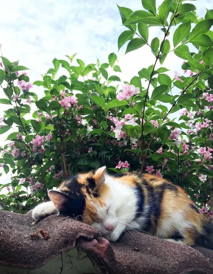 Sleeping Beauty