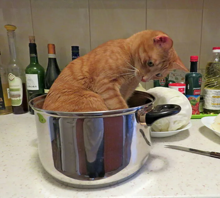 Anyone Can Cook!