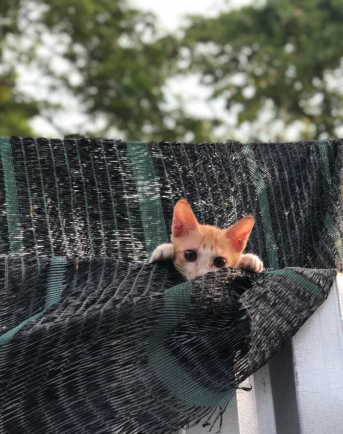 Hi !