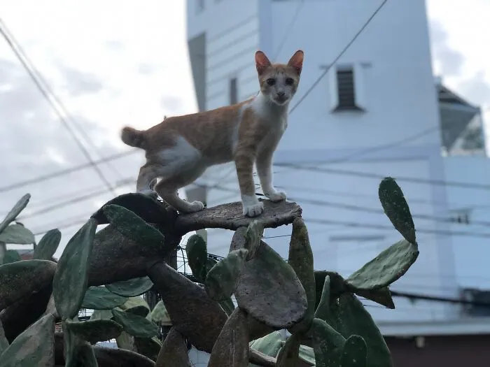 "Lion" King.