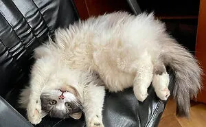 Hey Pandas, Post The Funniest Pic Of Your Pet (Closed)