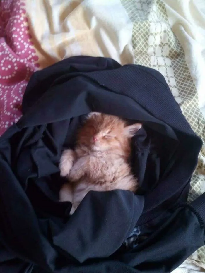 My Cat Ginger