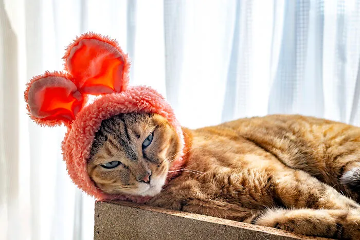 Kanoko, The St. Patrick's Day Pink Bunnycat.